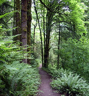 300px-Forest_park_wildwood_trail_in_early_summer_P2860